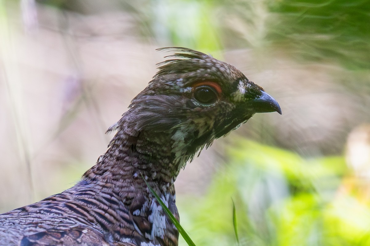 Hazel Grouse - ML639343884