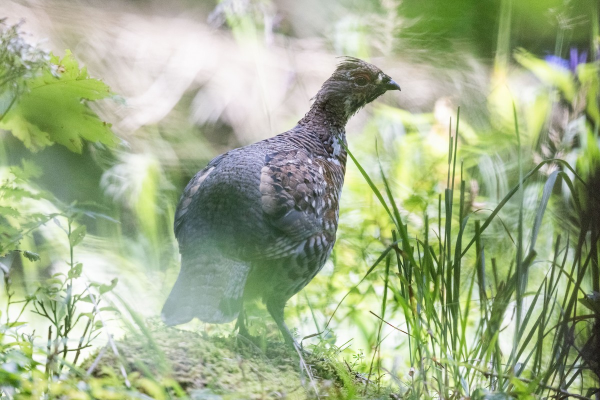 Hazel Grouse - ML639343885
