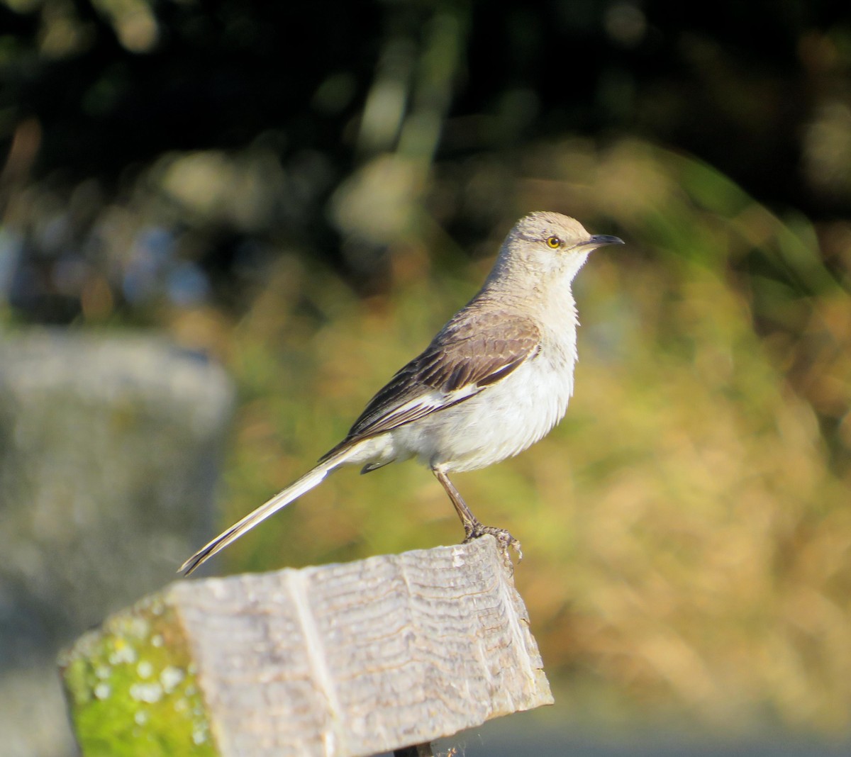 Northern Mockingbird - ML639344006