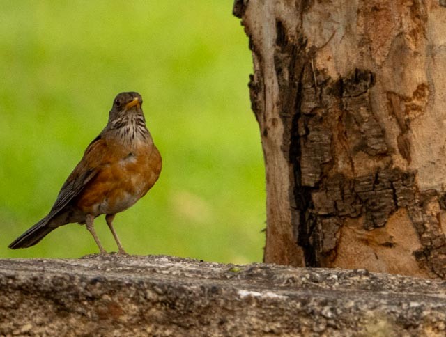 Rufous-backed Robin - ML639344036