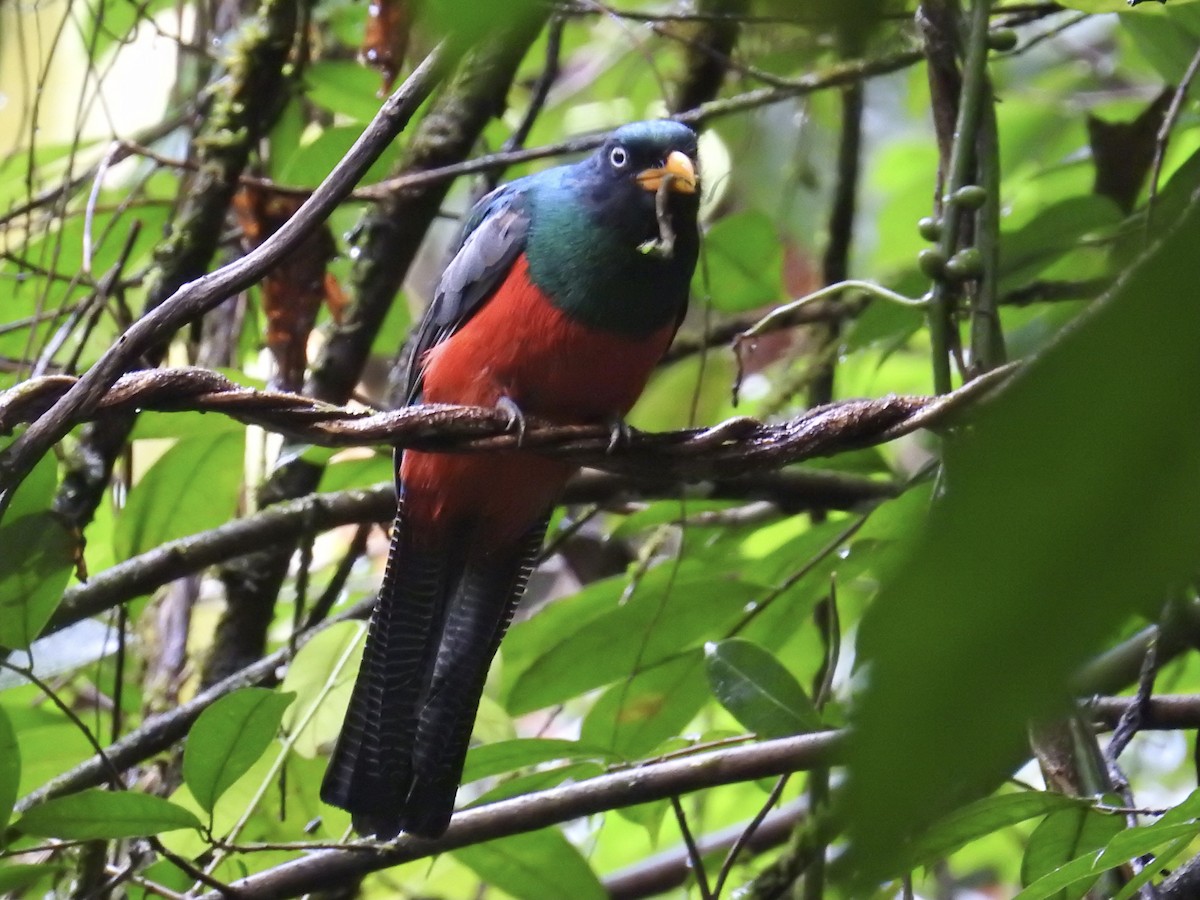 Lattice-tailed Trogon - ML639344068