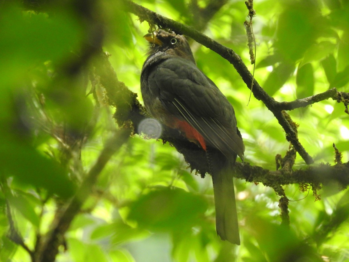 Lattice-tailed Trogon - ML639344069
