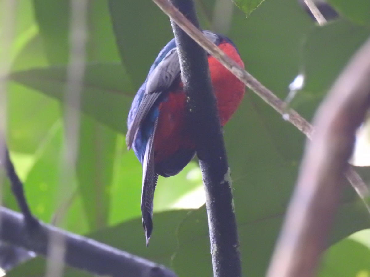 Lattice-tailed Trogon - ML639344074