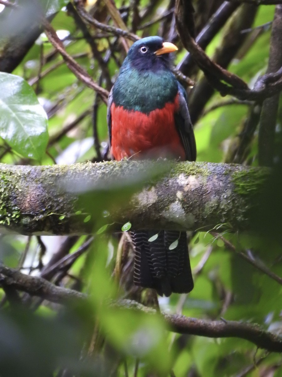 Lattice-tailed Trogon - ML639344076