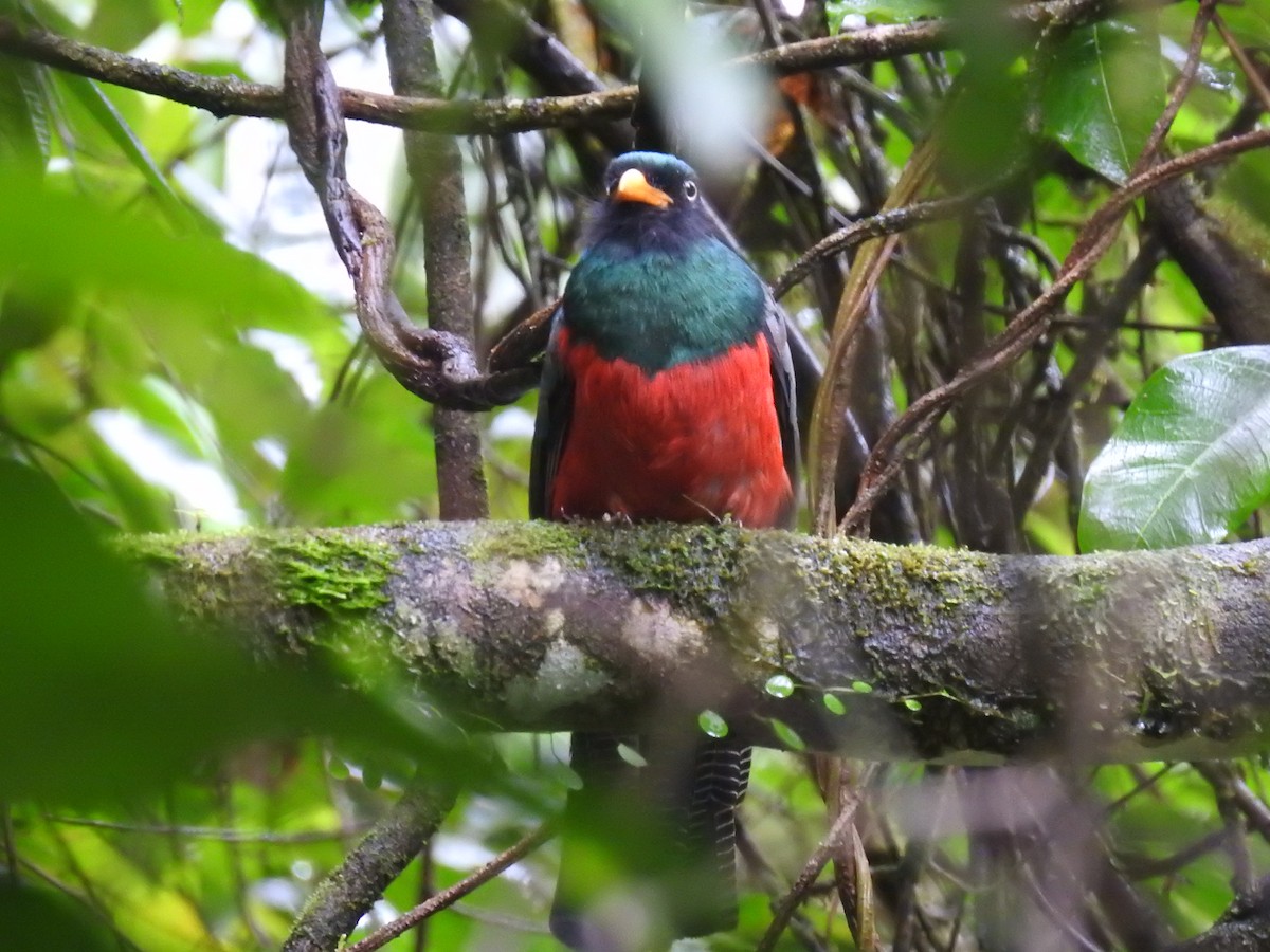 Lattice-tailed Trogon - ML639344077