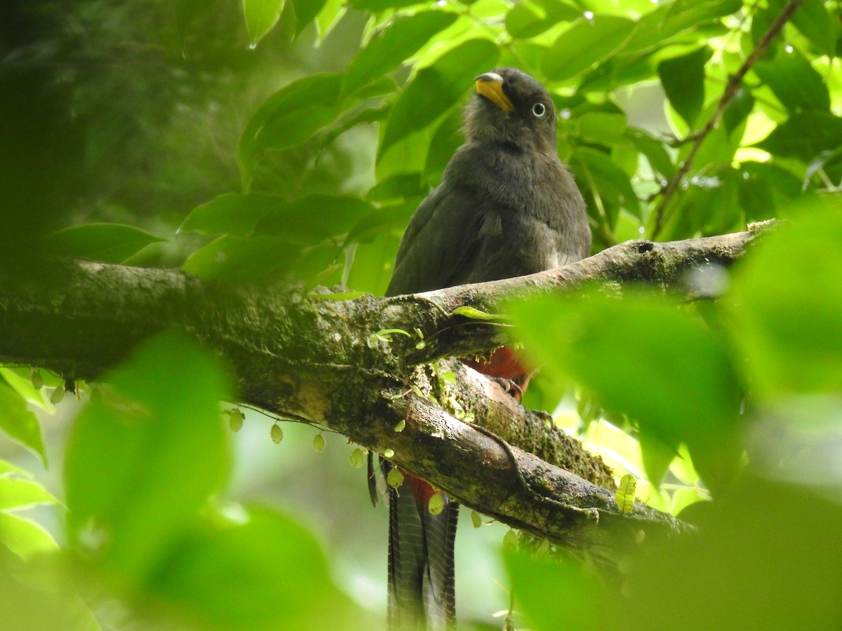 Lattice-tailed Trogon - ML639344080