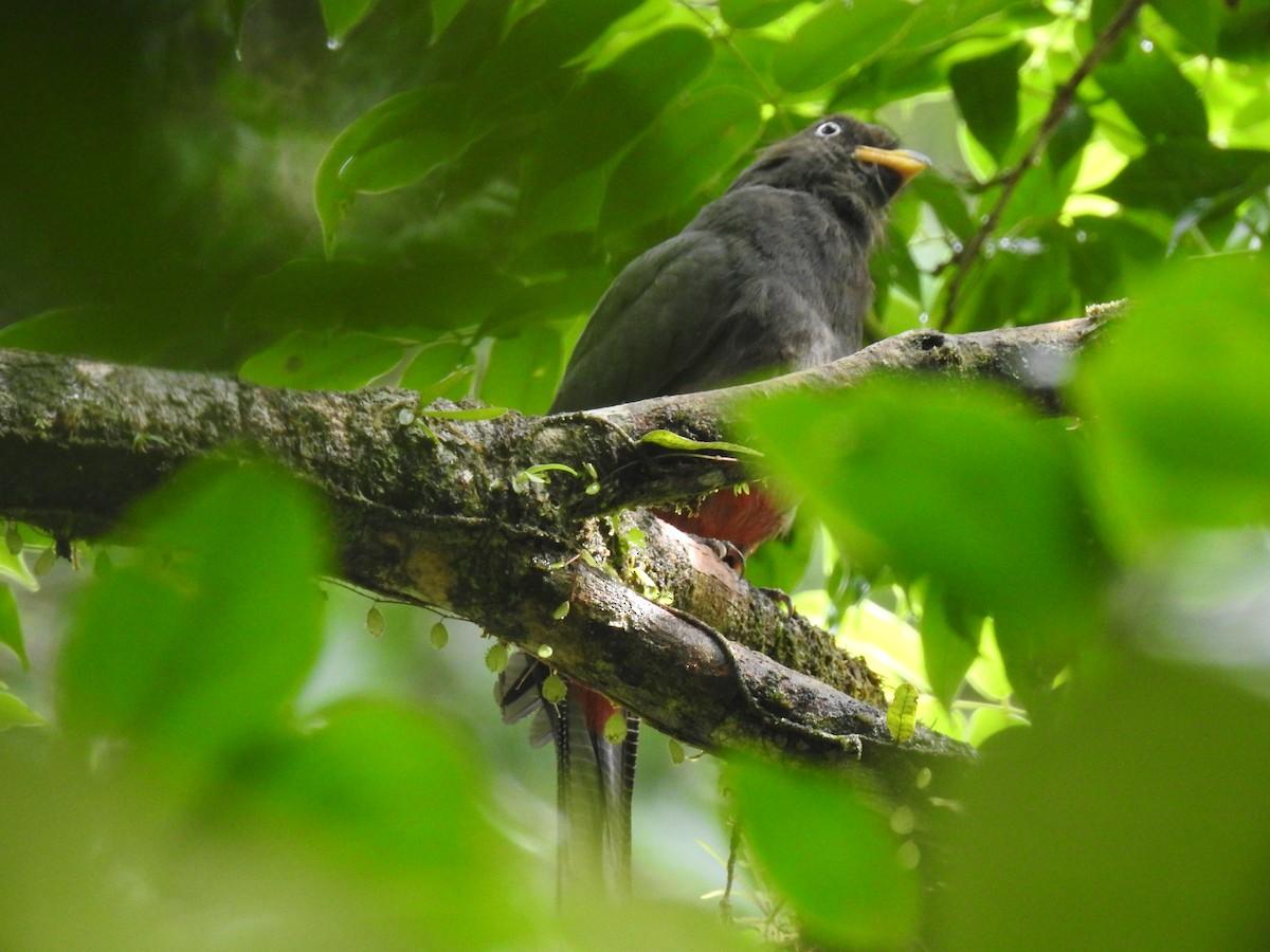 Lattice-tailed Trogon - ML639344081