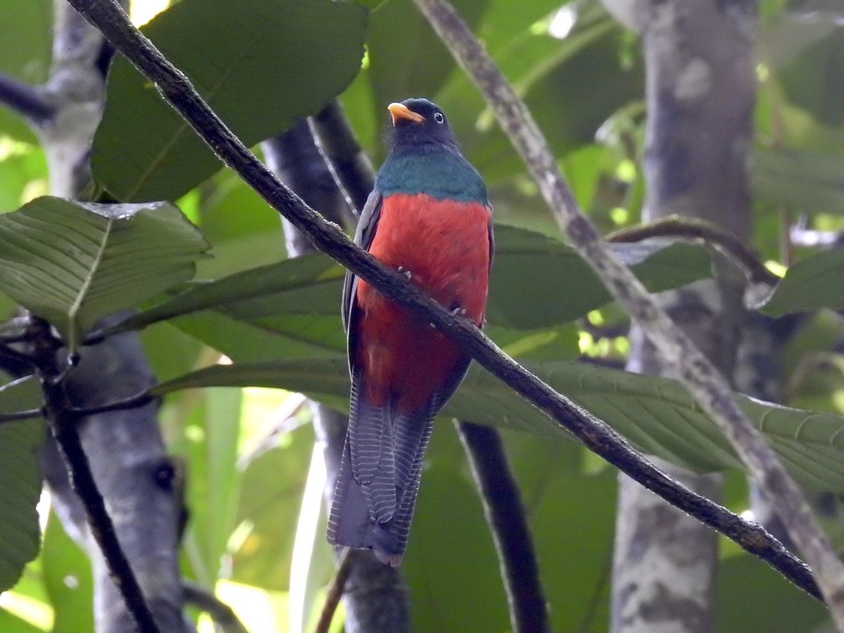 Lattice-tailed Trogon - ML639344082