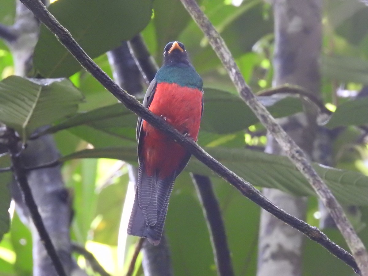 Lattice-tailed Trogon - ML639344083