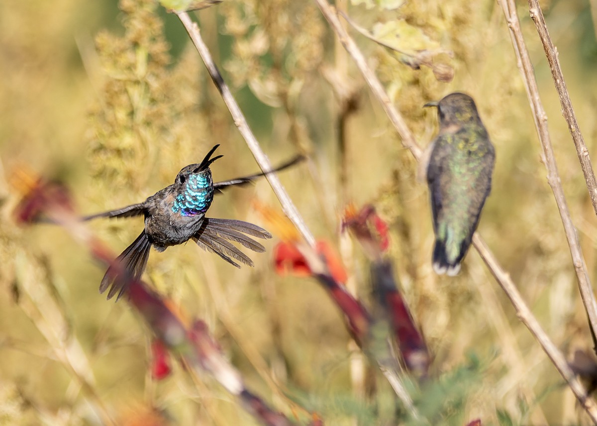 Türkiskehlelfe - ML639344510