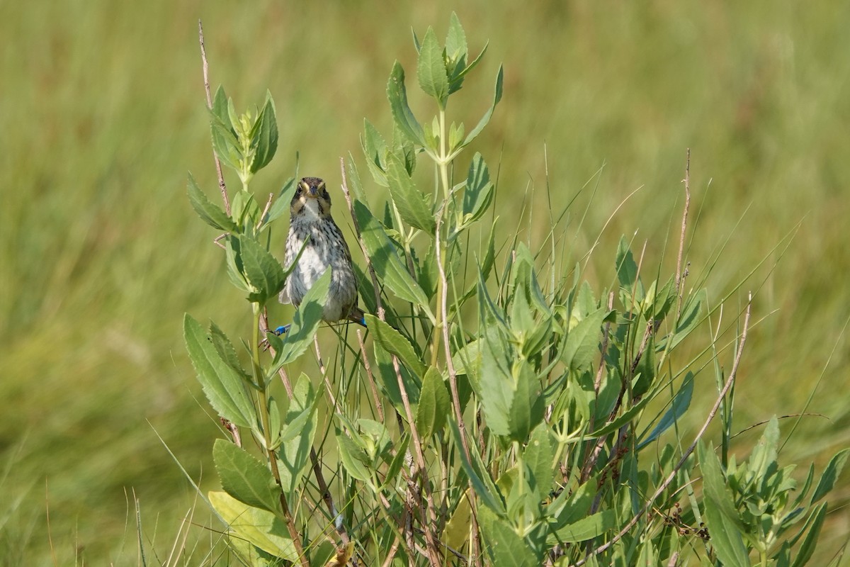 Saltmarsh Sparrow - ML639344529