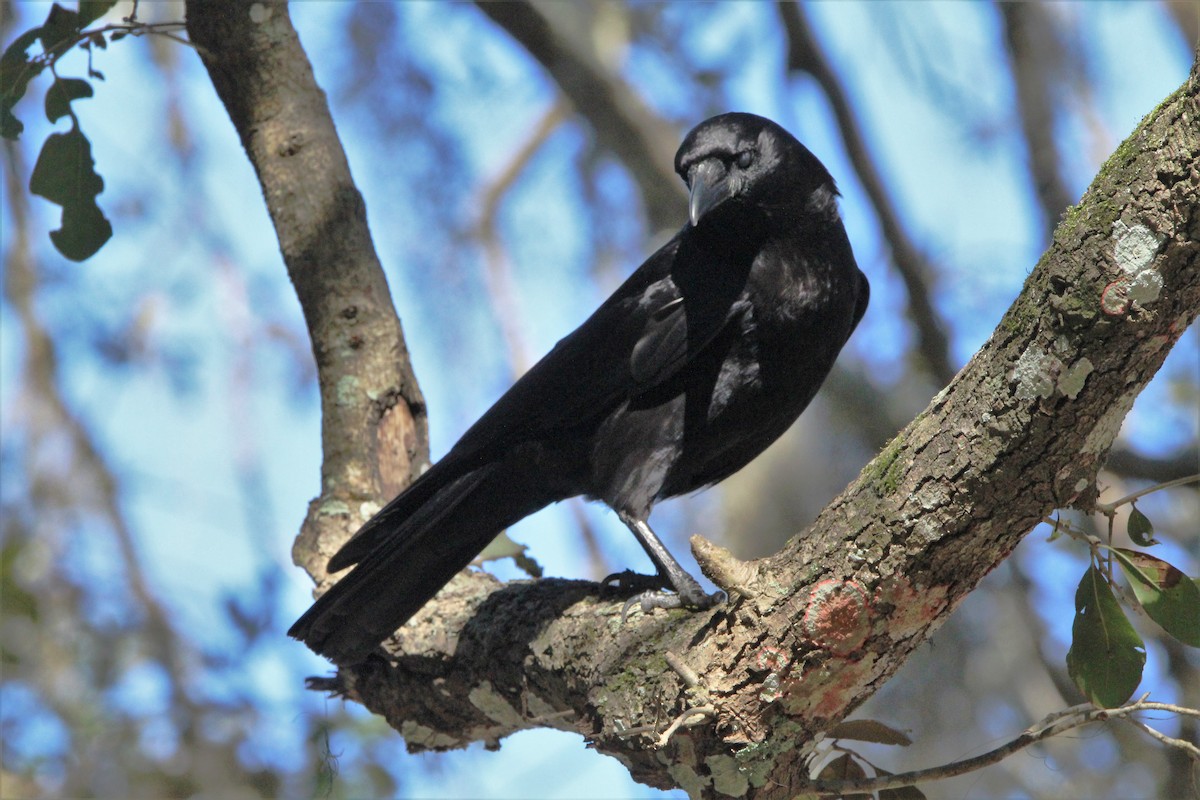 American Crow - ML639344531