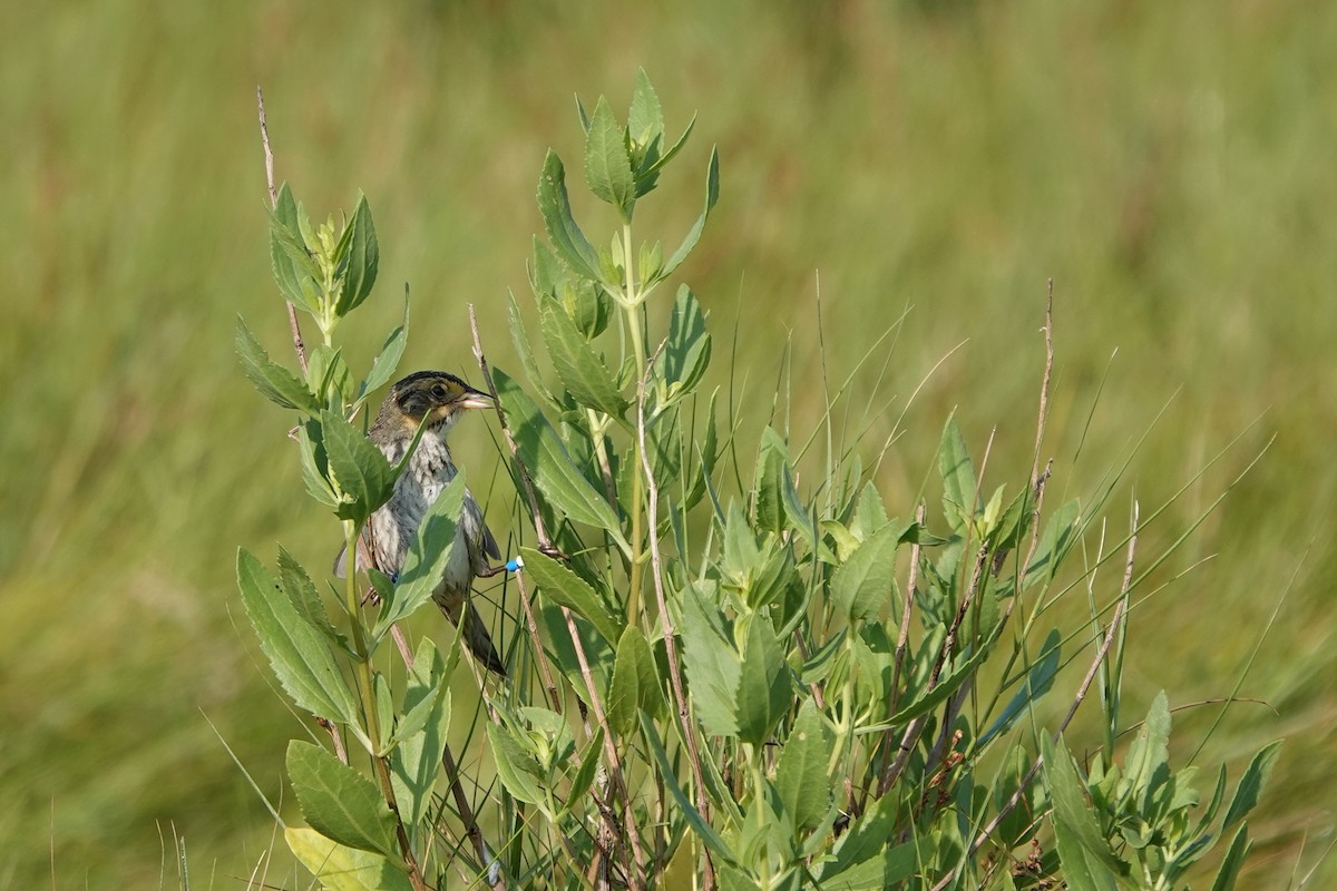 Saltmarsh Sparrow - ML639344537
