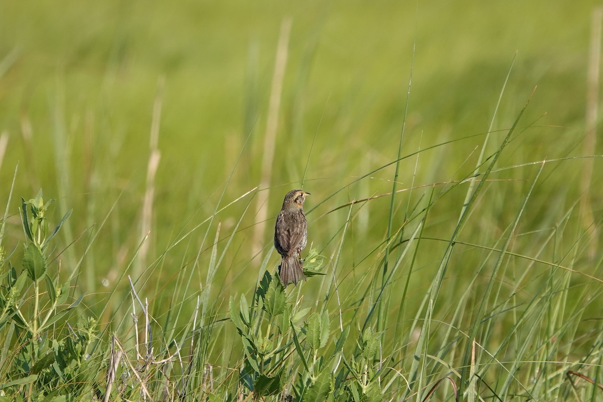 Saltmarsh Sparrow - ML639344553