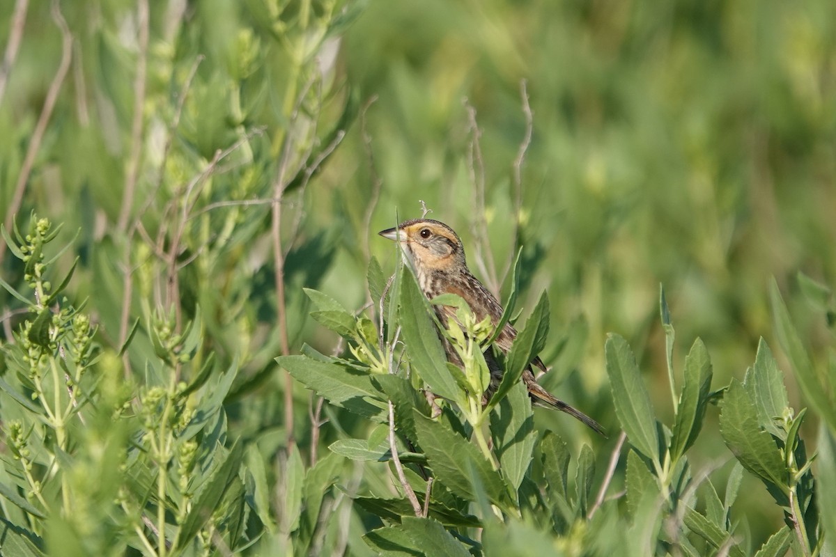 Saltmarsh Sparrow - ML639344557