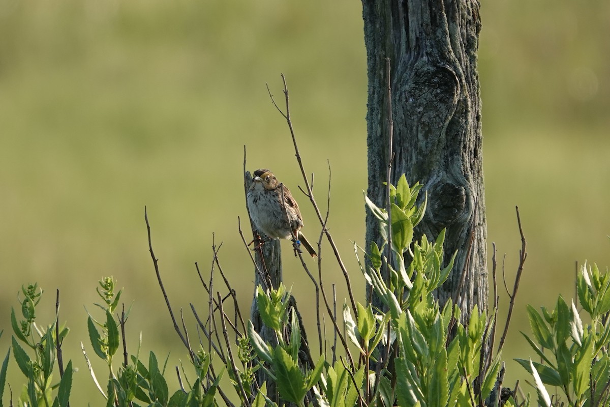 Saltmarsh Sparrow - ML639344562