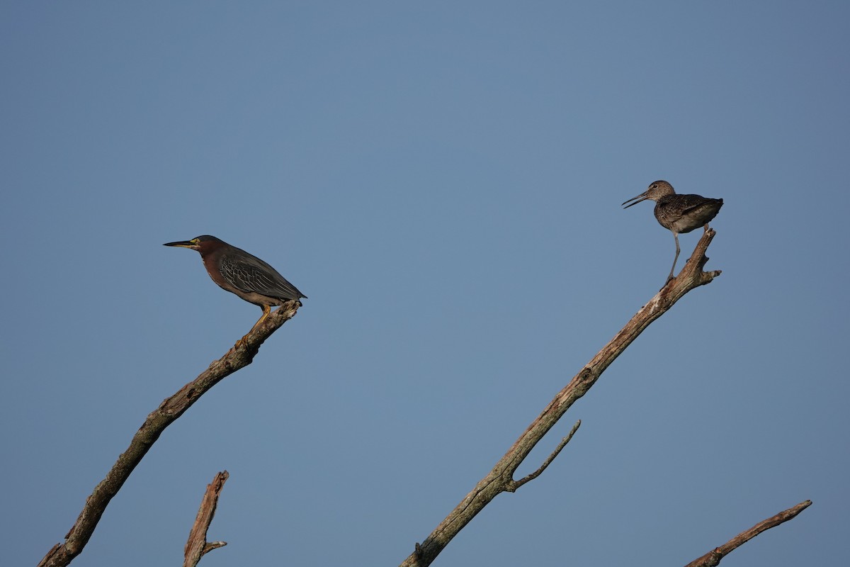 vodouš břehoušovitý - ML639344615