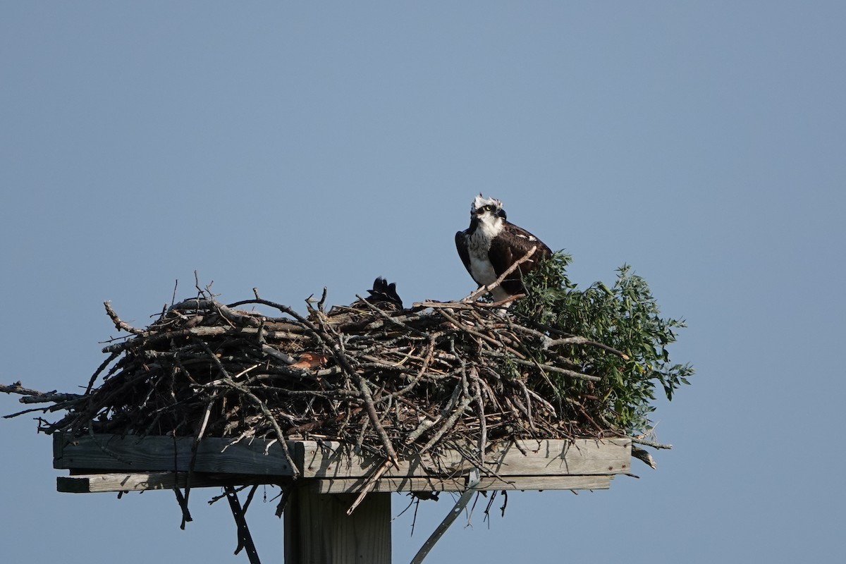 orlovec říční - ML639344638