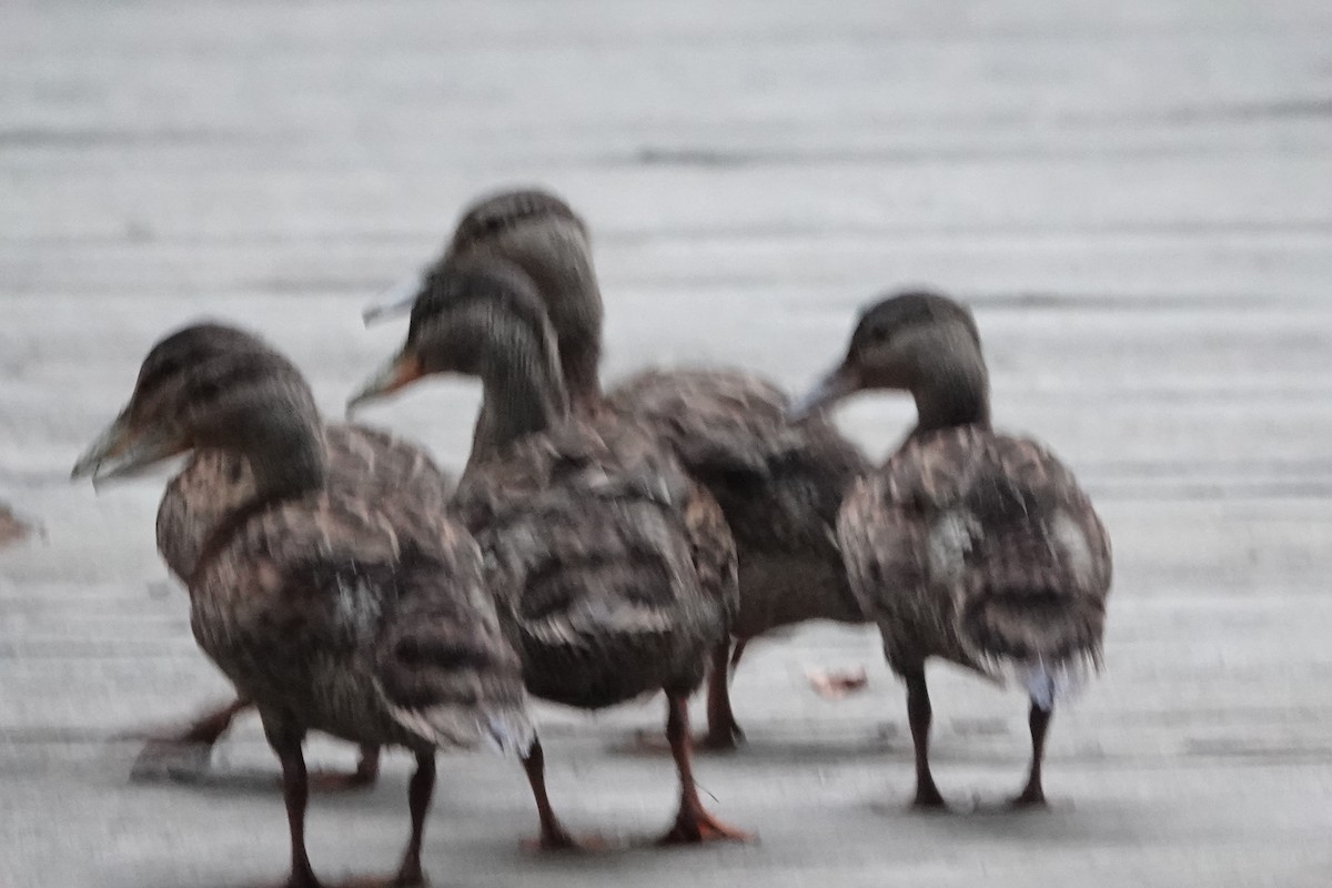 kachna divoká - ML639344639