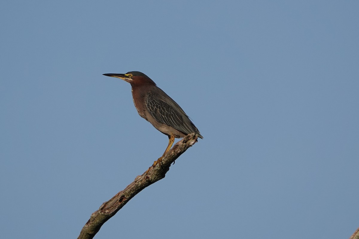 volavka zelenavá - ML639344719