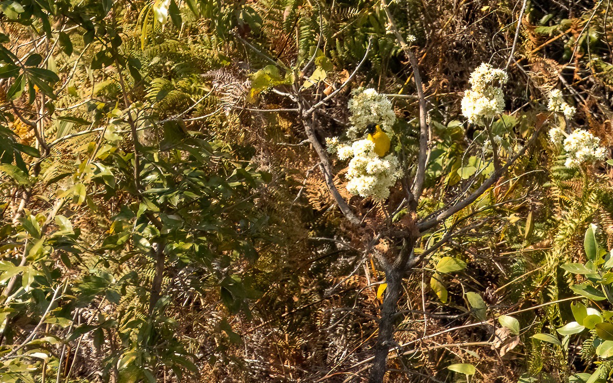 Black-chinned Weaver - ML639344762