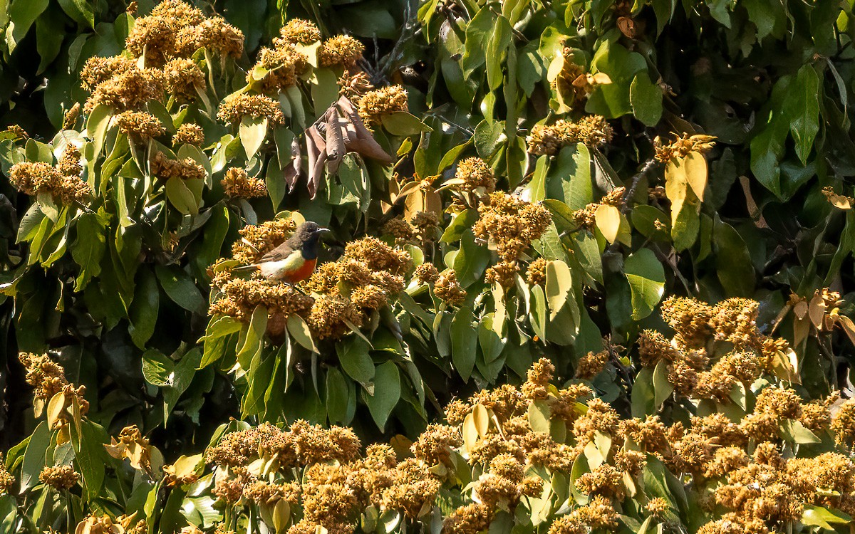 Anchieta's Sunbird - ML639344789