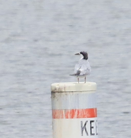 Forster's/Common Tern - ML639344797