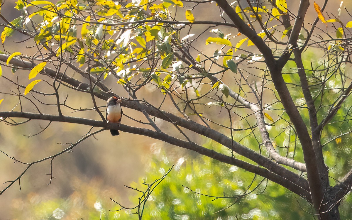 Black-backed Barbet - ML639344799