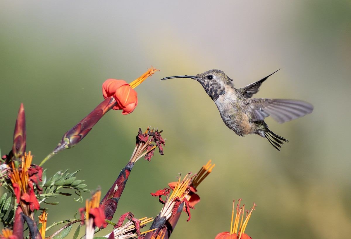 Türkiskehlelfe - ML639344903