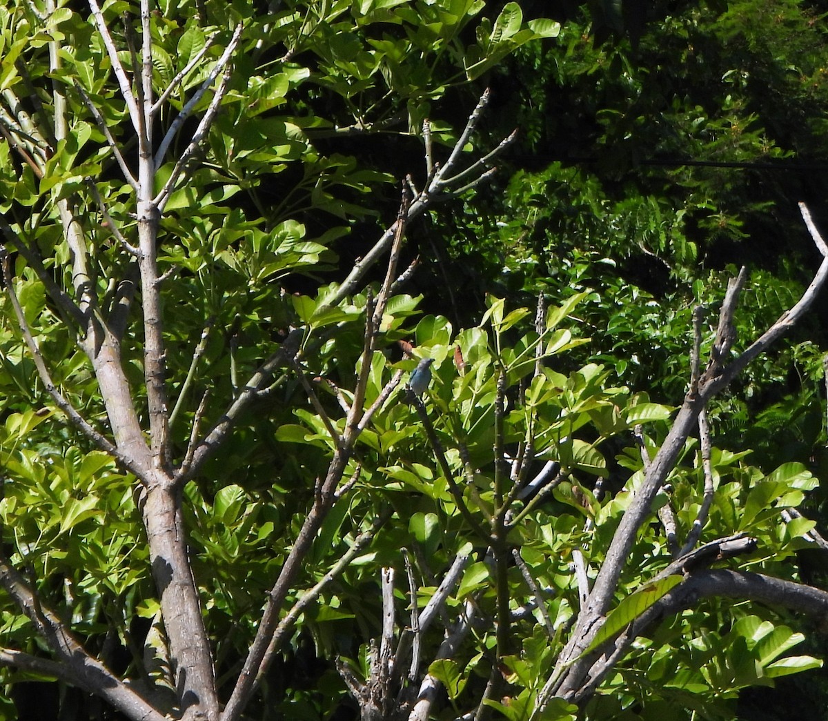Glaucous Tanager - ML639344995