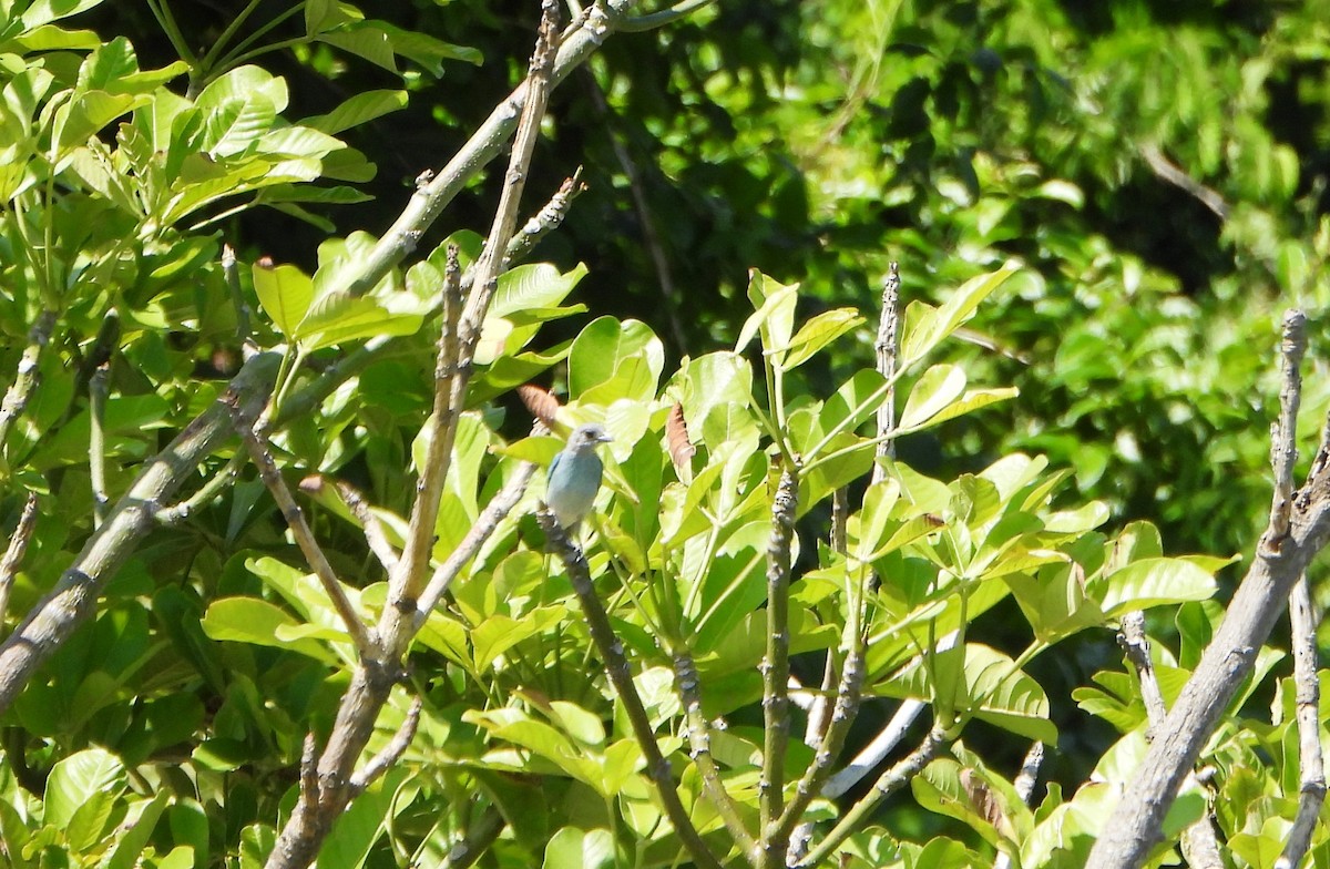 Glaucous Tanager - ML639344996