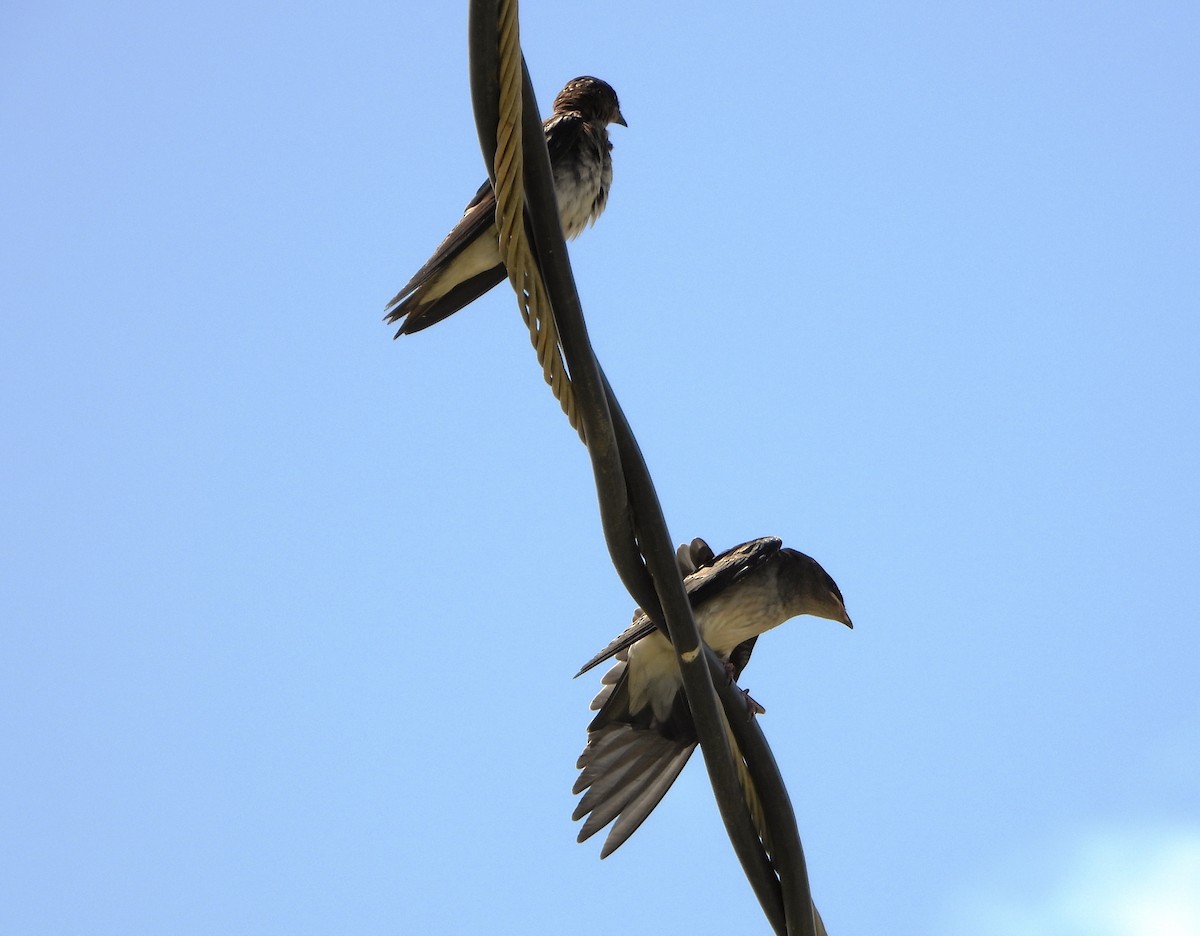 Gray-breasted Martin - ML639345001