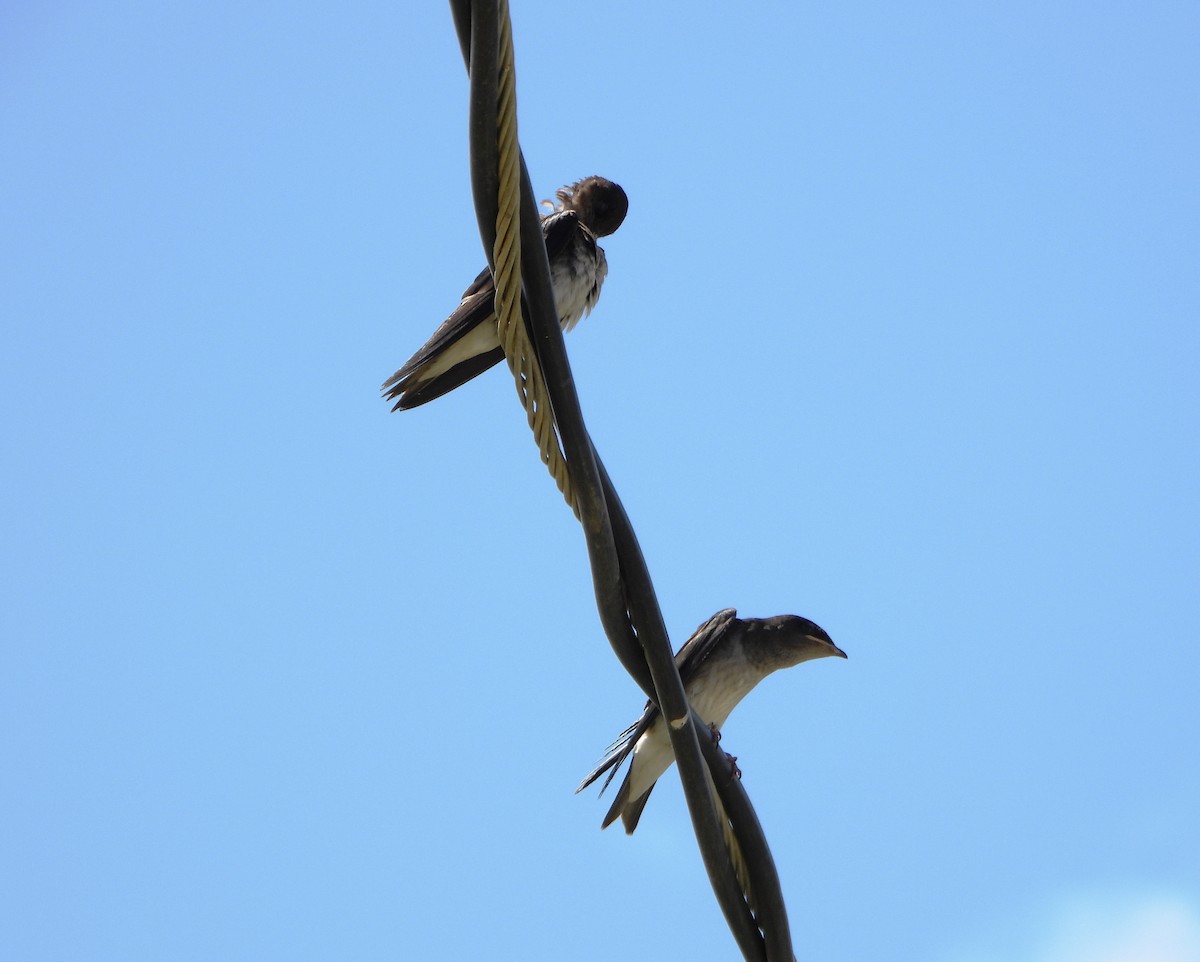 Gray-breasted Martin - ML639345002