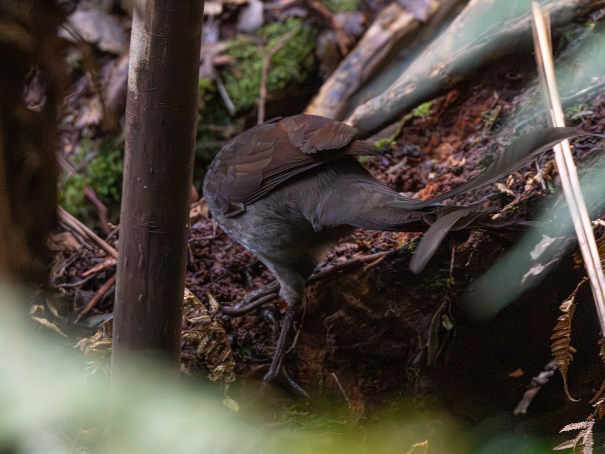 Superb Lyrebird - ML639345016