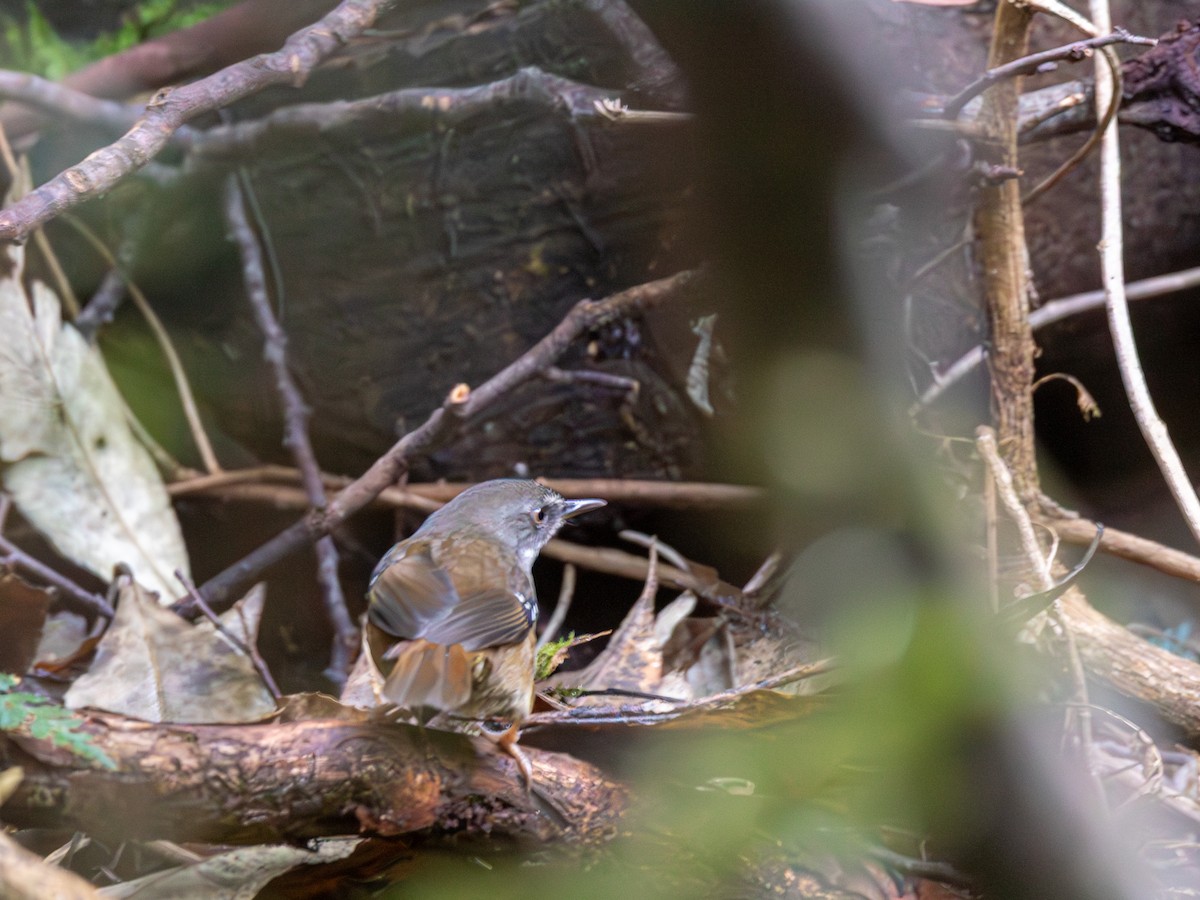 Tasmanian Scrubwren - ML639345020