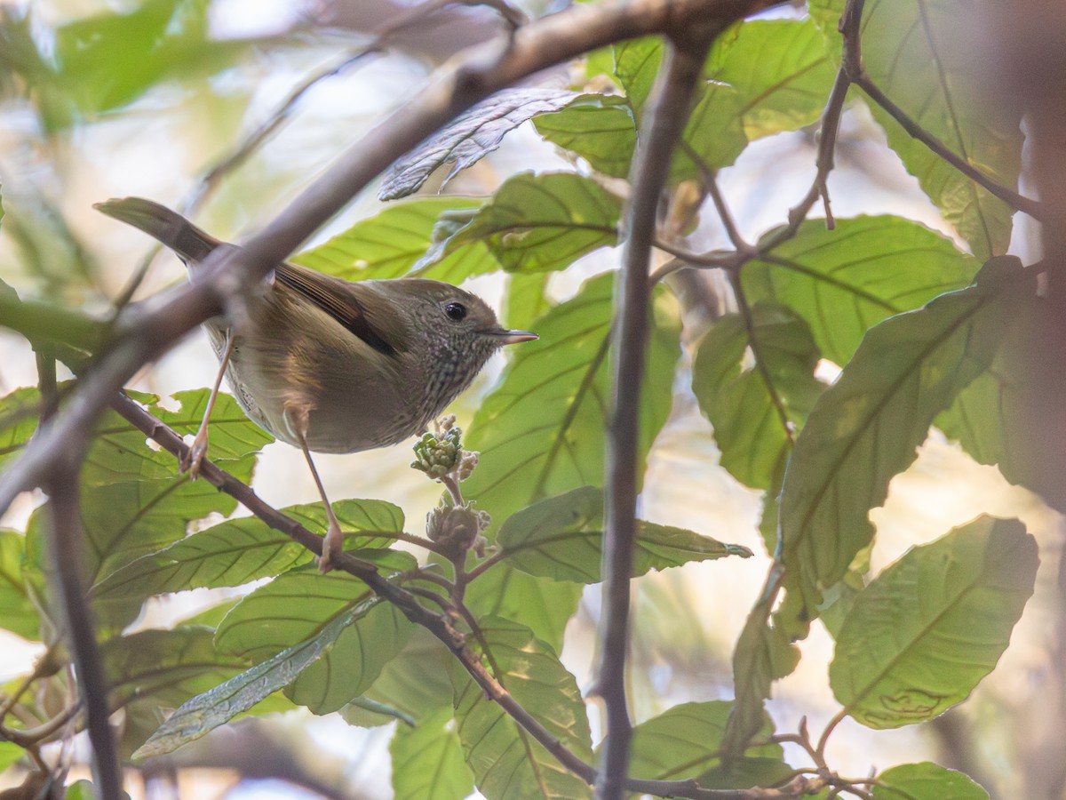 Tasmanian Thornbill - ML639345027