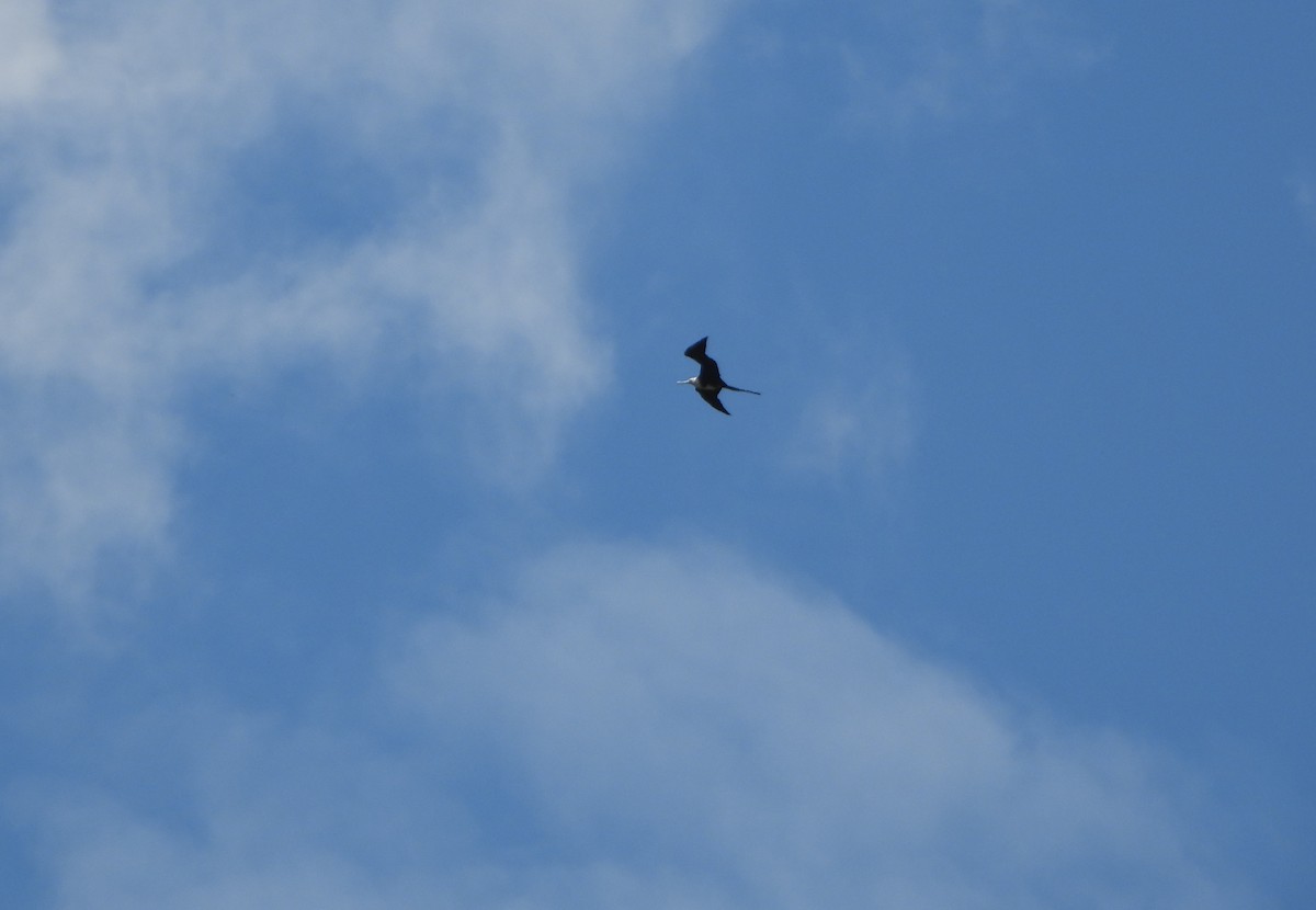 Magnificent Frigatebird - ML639345031