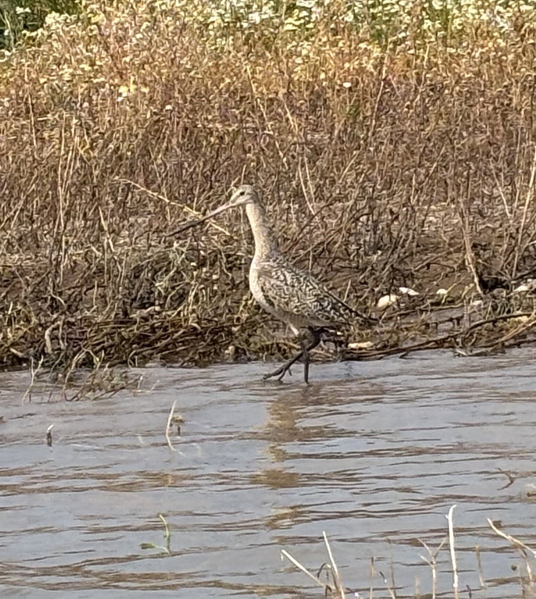 břehouš velký - ML639345041