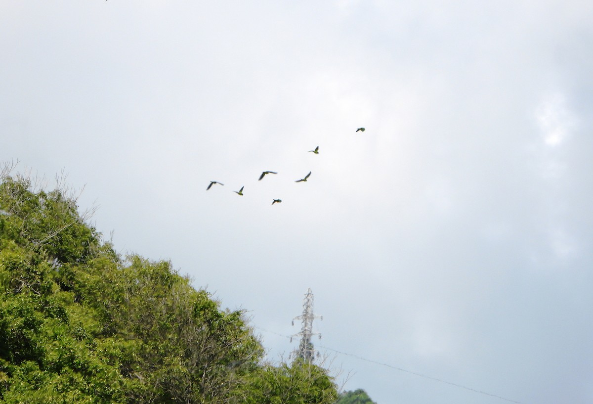 Brown-throated Parakeet - ML639345042