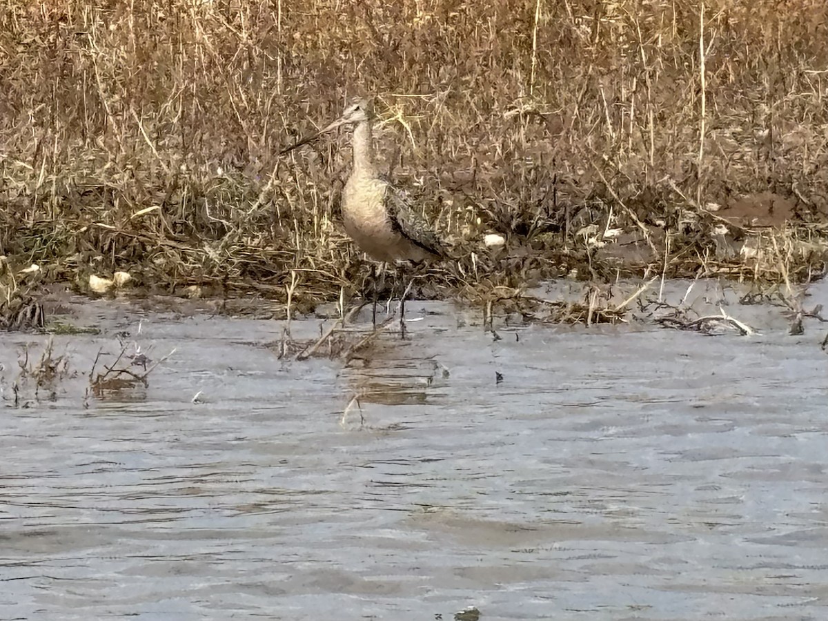 břehouš velký - ML639345087