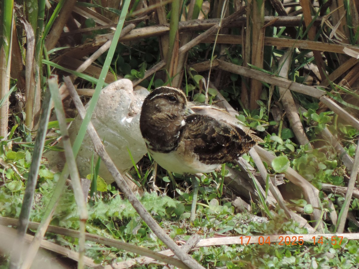 South American Painted-Snipe - ML639345136