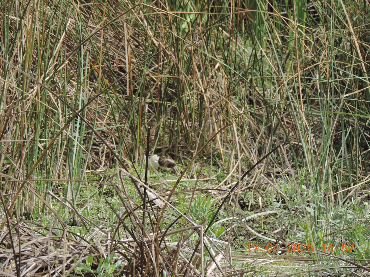South American Painted-Snipe - ML639345140
