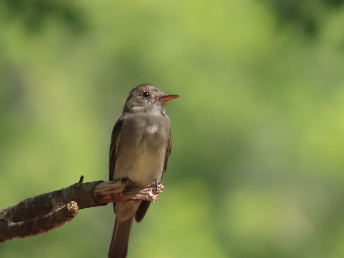 Eastern Wood-Pewee - ML639345144