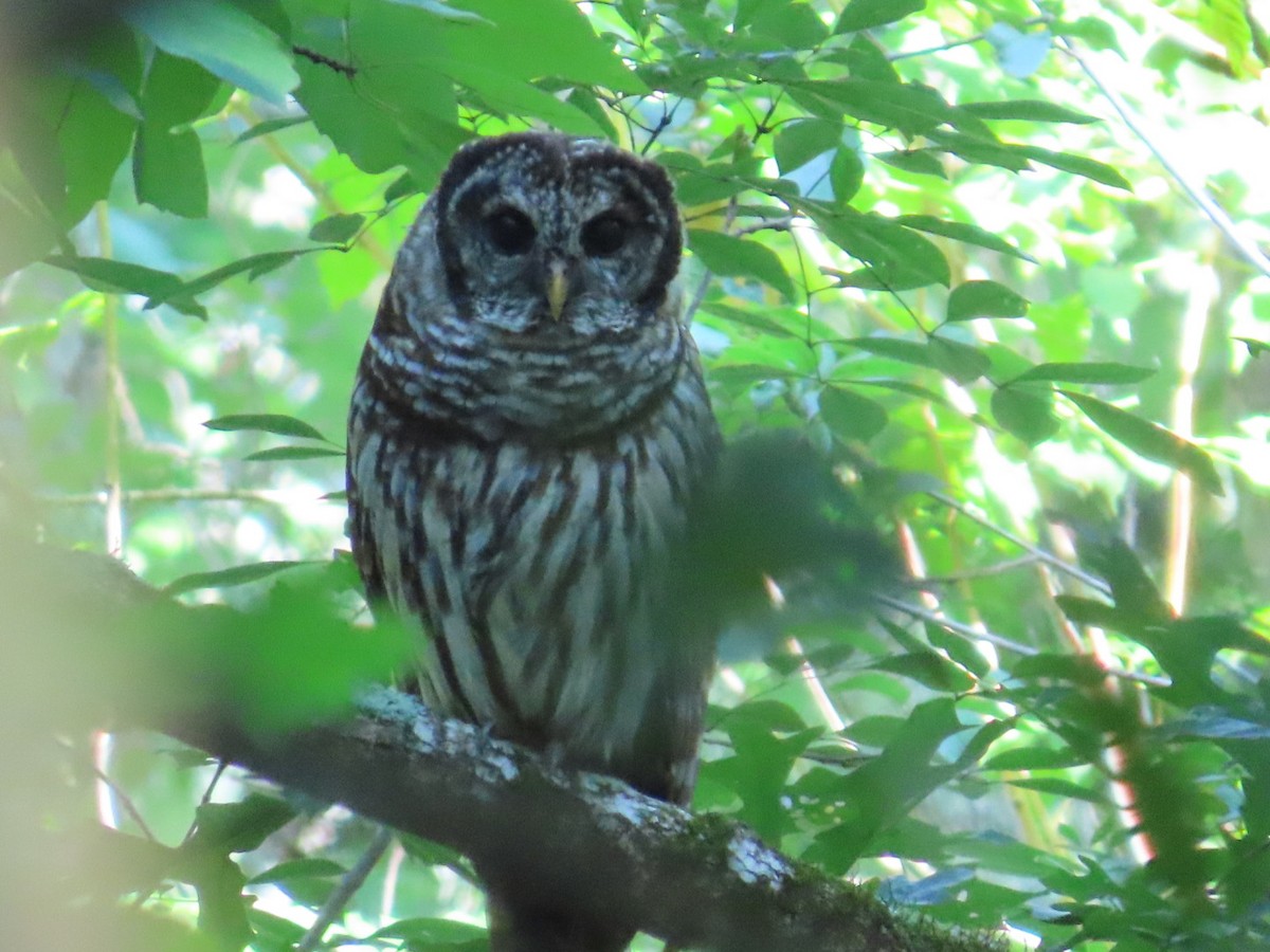 Barred Owl - ML639345146