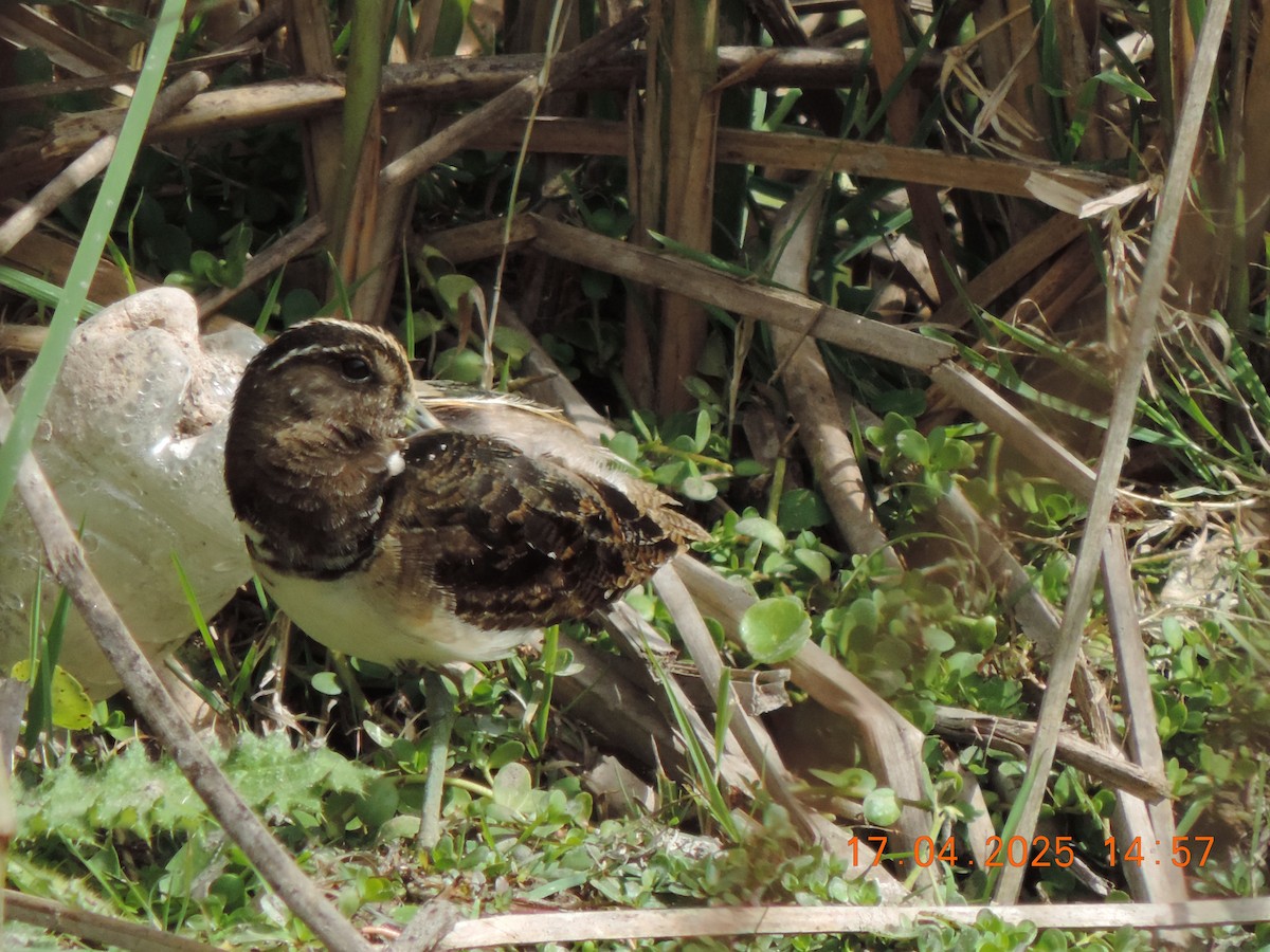 South American Painted-Snipe - ML639345153