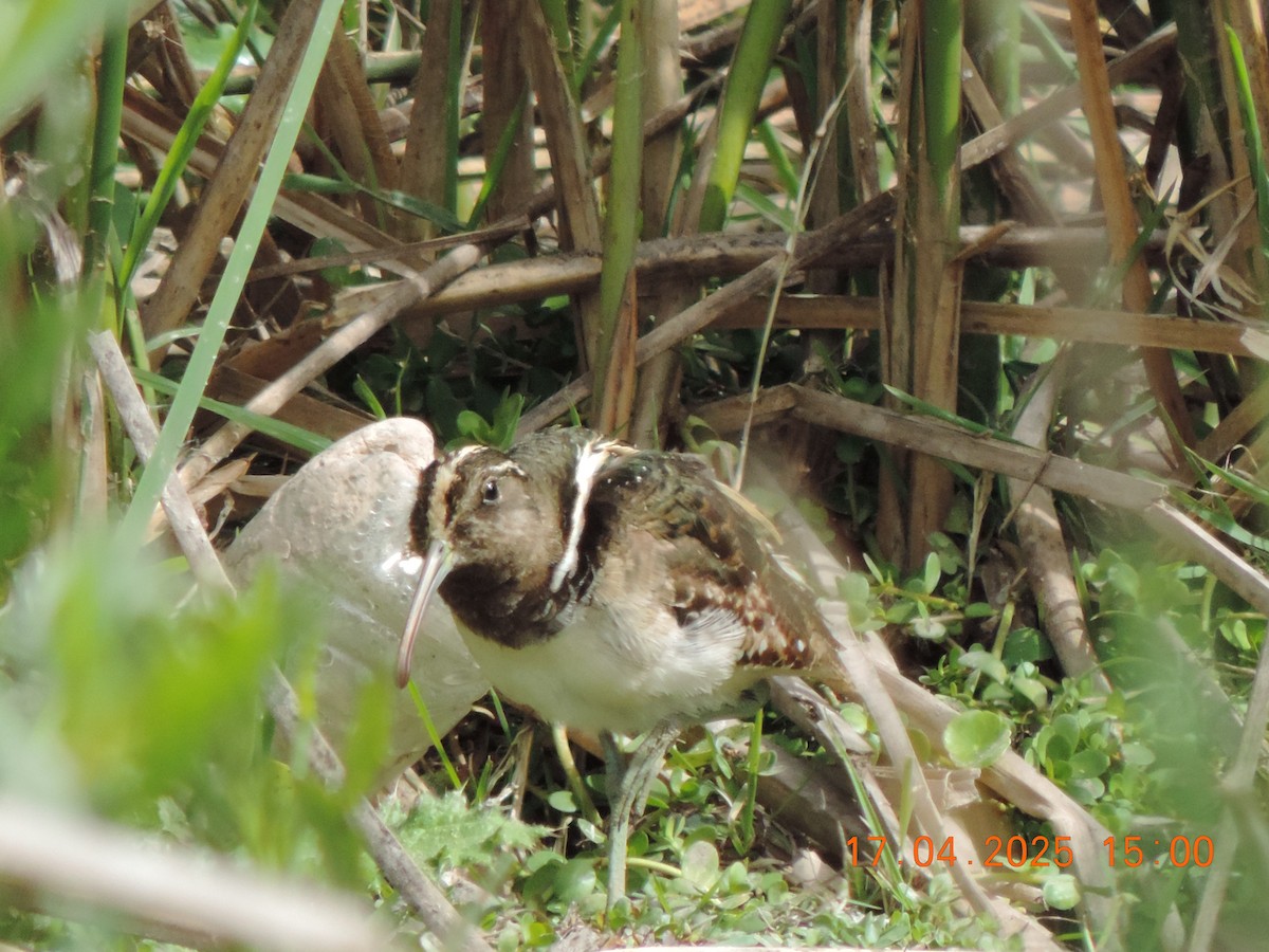 South American Painted-Snipe - ML639345154