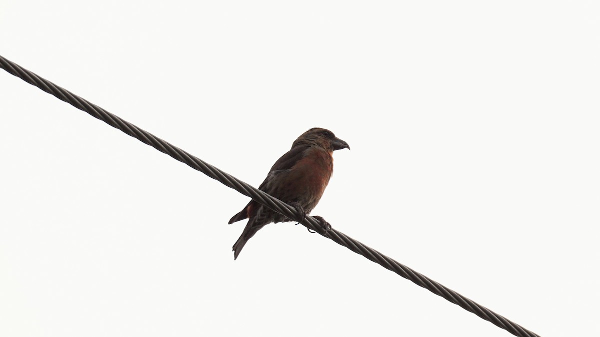 Red Crossbill - ML639345160