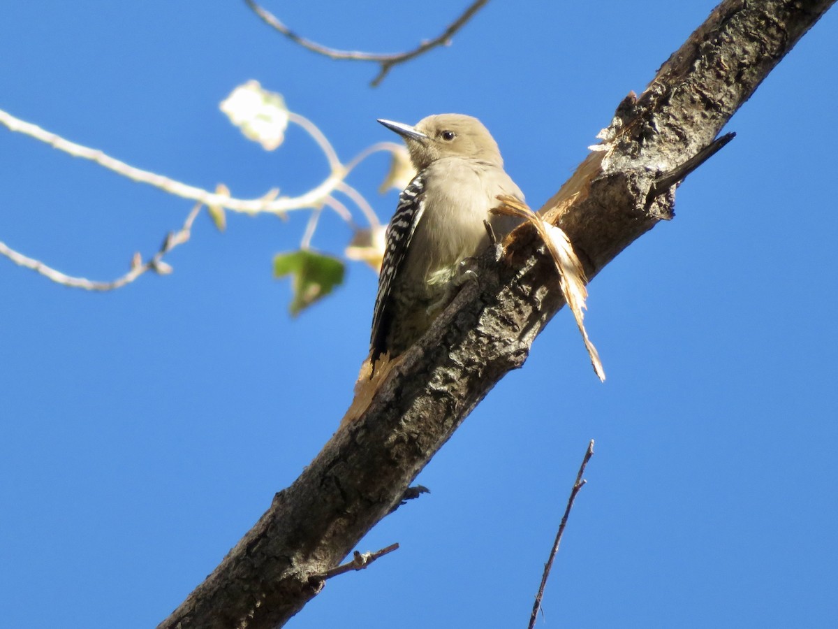 Gila Woodpecker - ML639345161
