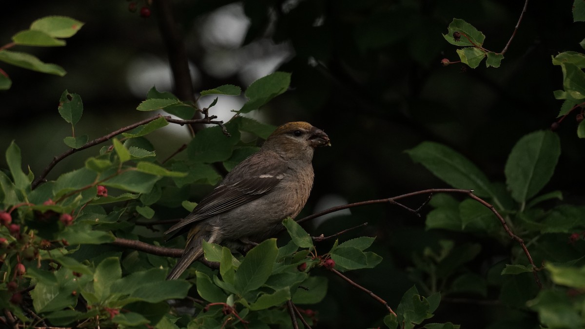 Pine Grosbeak - ML639345169