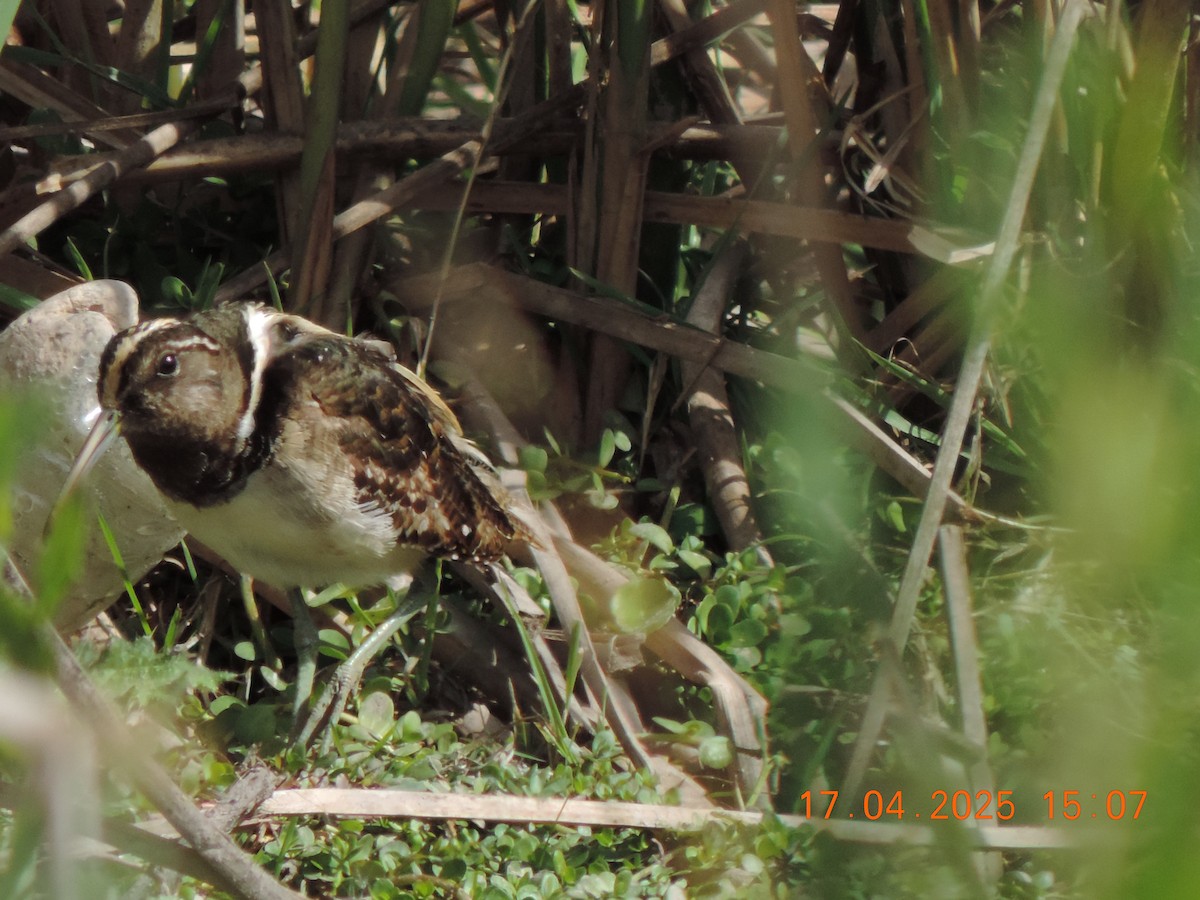 South American Painted-Snipe - ML639345180